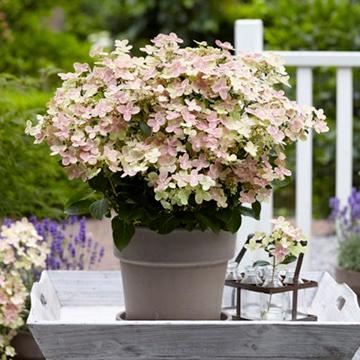 Hydrangea paniculata Early Evolution®