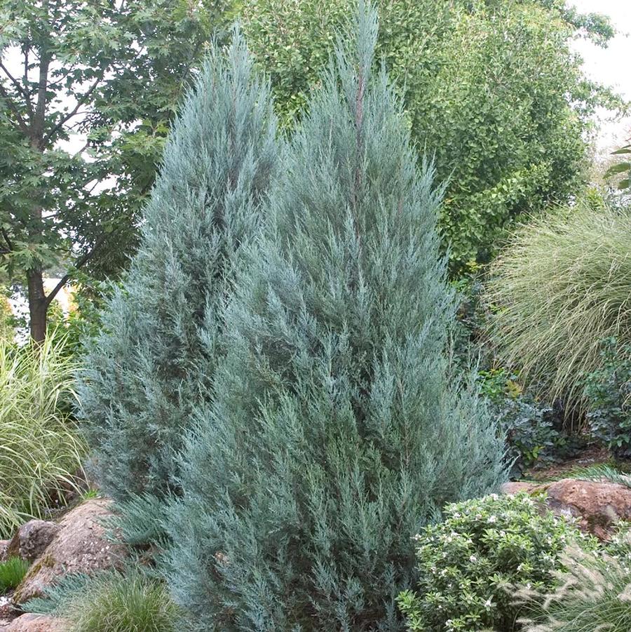 Juniperus scopulorum Moonglow