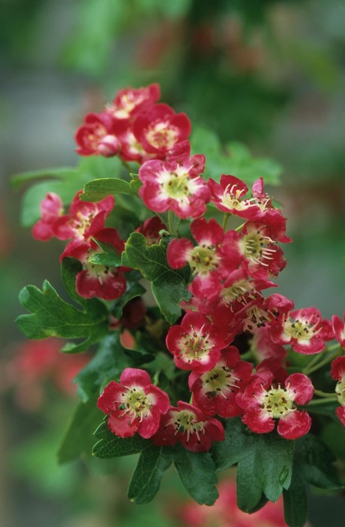 Crataegus laevigata Paul's Scarlet