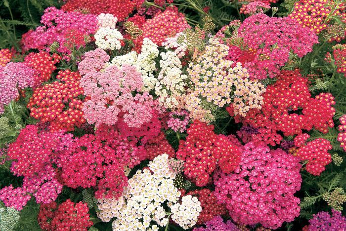 Achillea millefolium Summer Berries