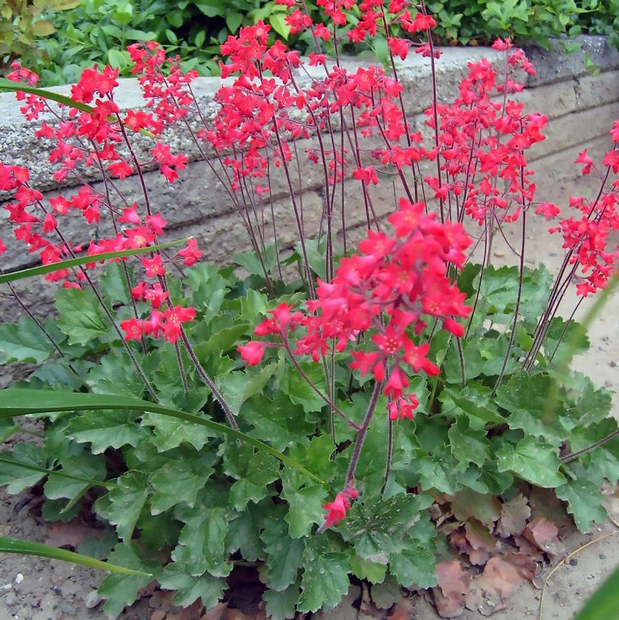 Heuchera sanguinea Firefly