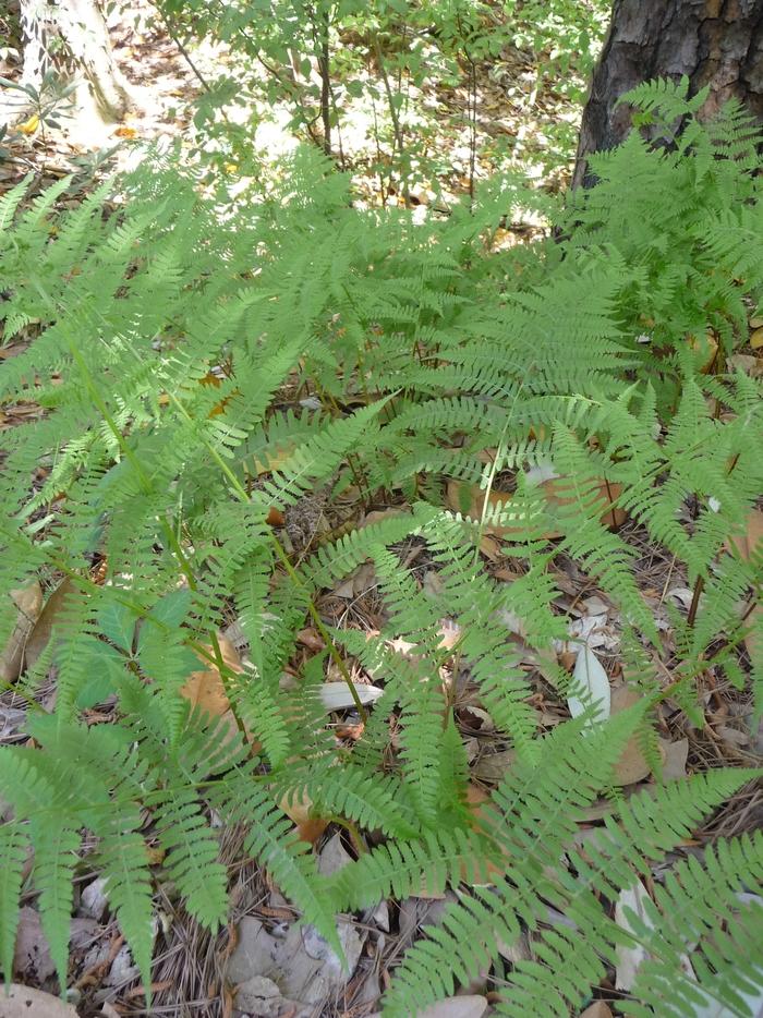 Athyrium filix-femina 