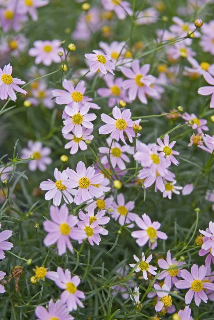 Coreopsis rosea American Dream