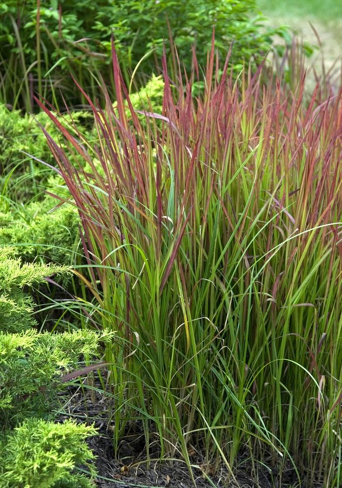 Imperata cylindrica Red Baron