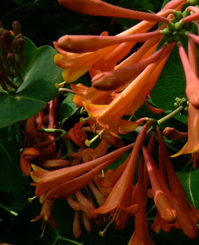 Lonicera x brownii Dropmore Scarlet