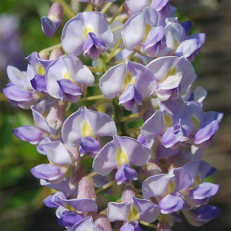 Wisteria macrostachya Blue Moon