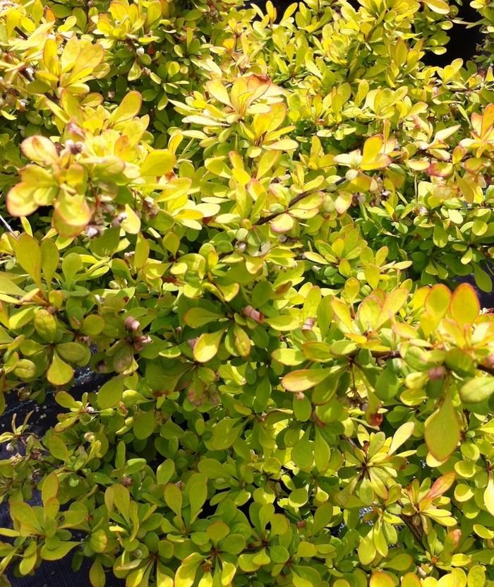 Berberis thunbergii Aurea Nana