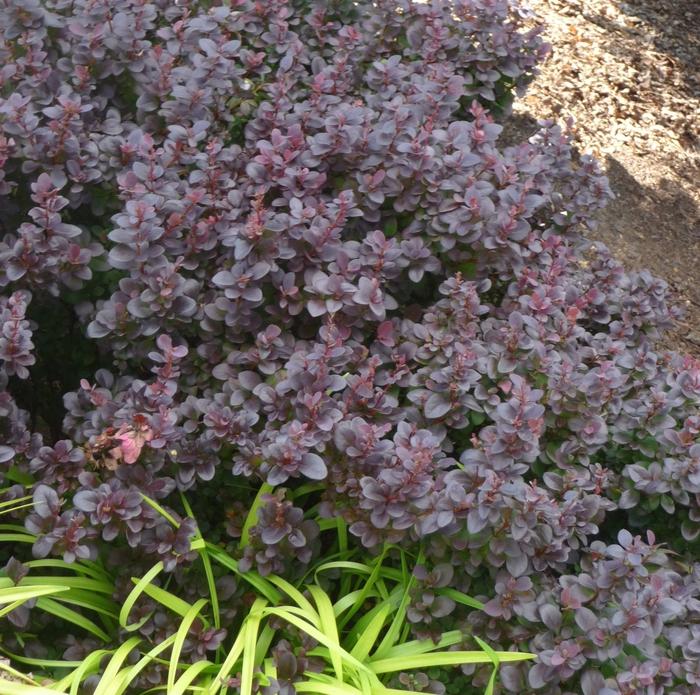 Berberis thunbergii Concorde