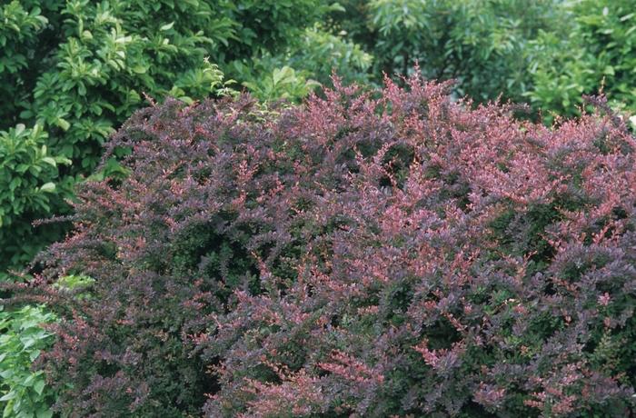 Berberis thunbergii Rose Glow