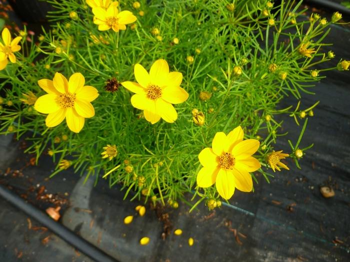 Coreopsis verticillata Sylvester