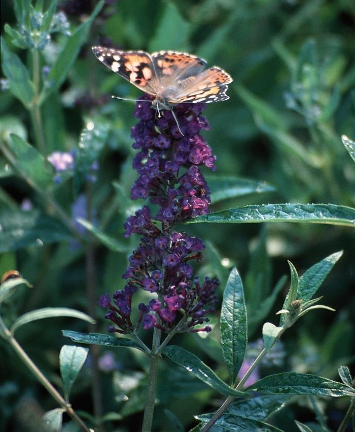 Buddleia davidii Black Knight