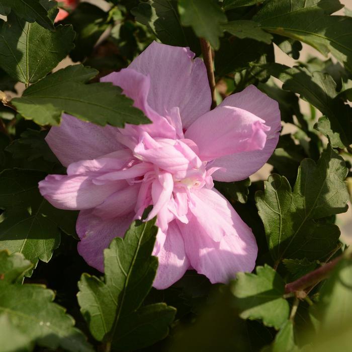 Hibiscus syriacus Ardens