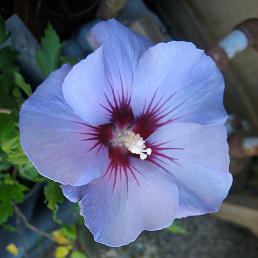 Hibiscus syriacus Blue Marlin