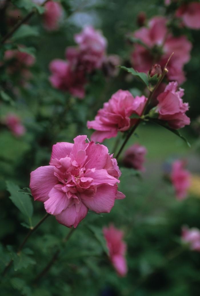 Hibiscus syriacus Boule de Feu