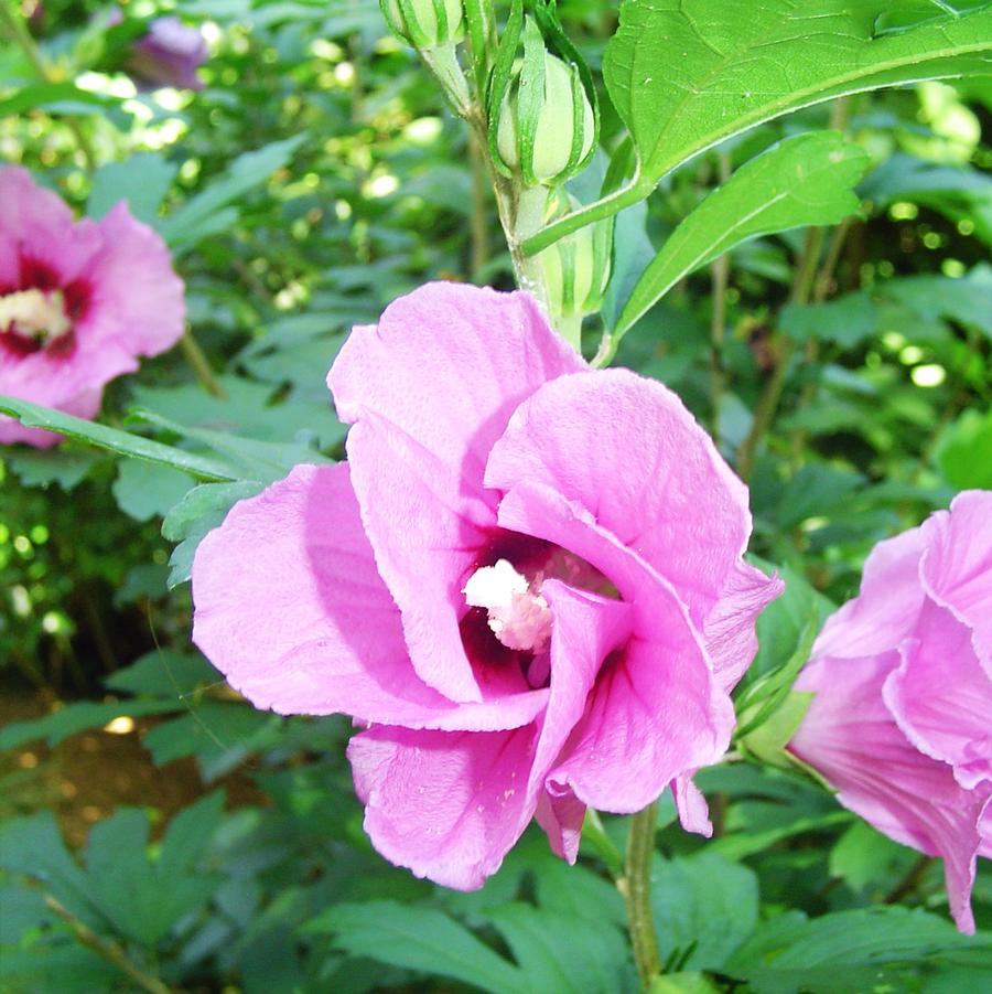 Hibiscus syriacus Pink Giant®