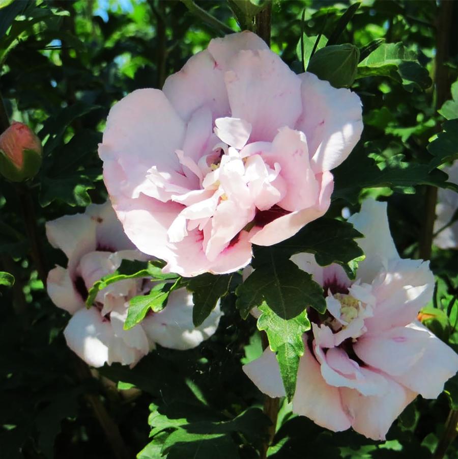 Hibiscus syriacus Pulcherrimus