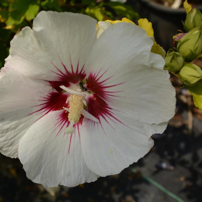 Hibiscus syriacus Red Heart