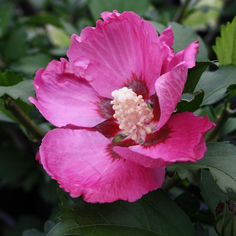 Hibiscus syriacus Woodbridge