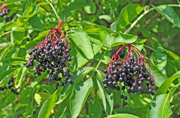 Sambucus canadensis 