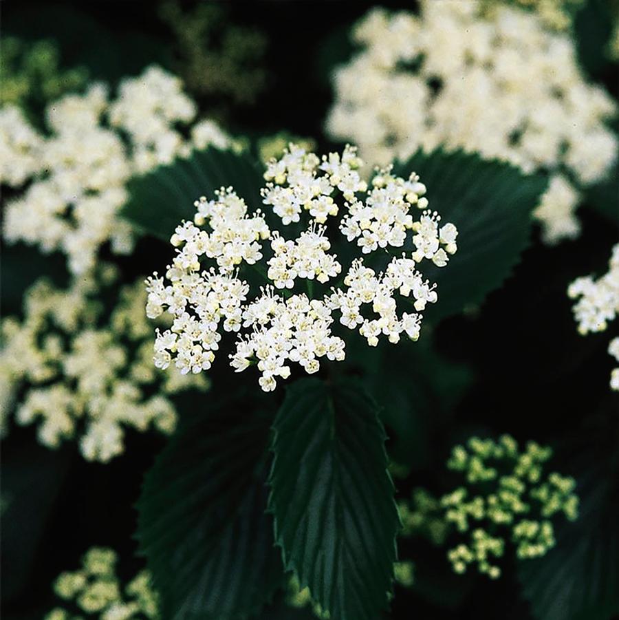 Viburnum dentatum Ralph Senior