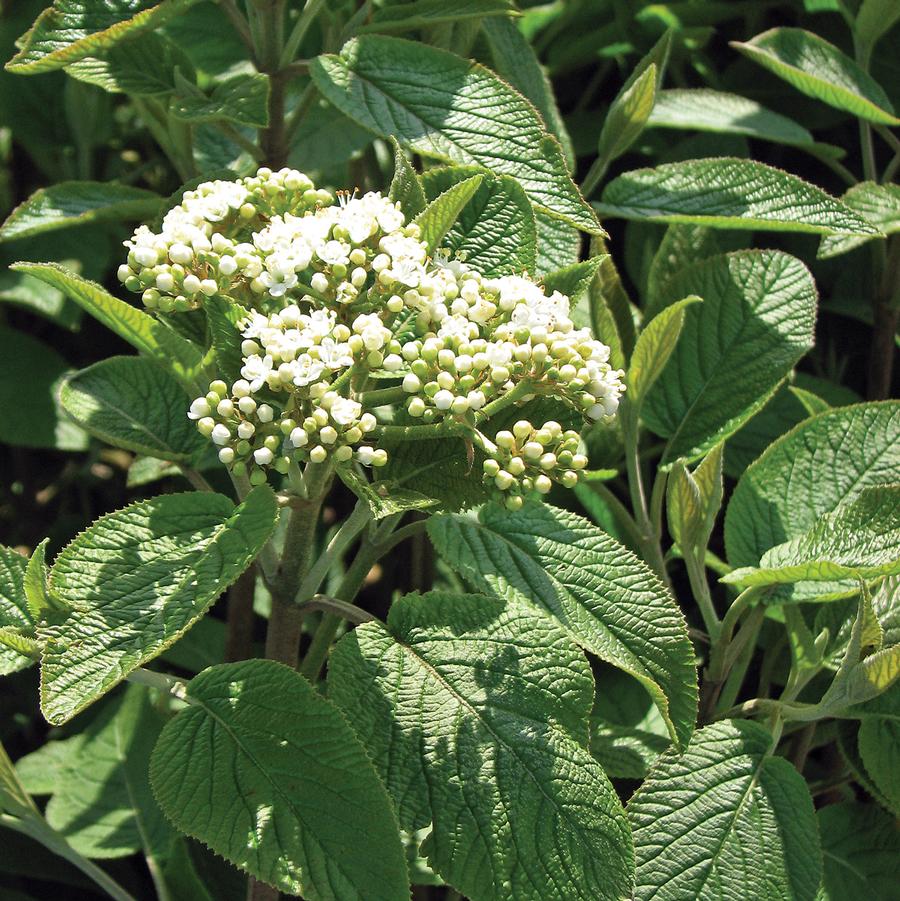 Viburnum lantana Mohican