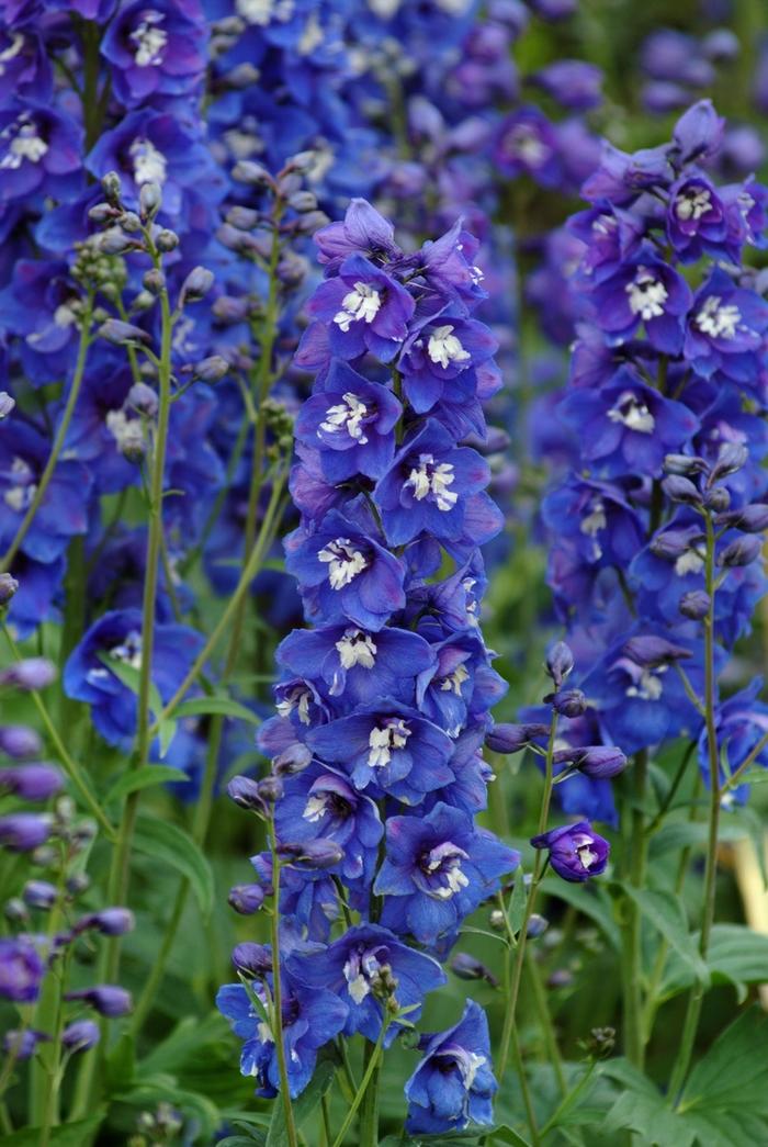 Delphinium elatum Dasante Blue