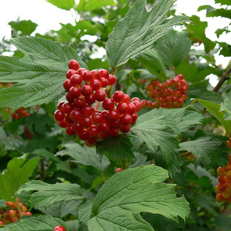 Viburnum trilobum 