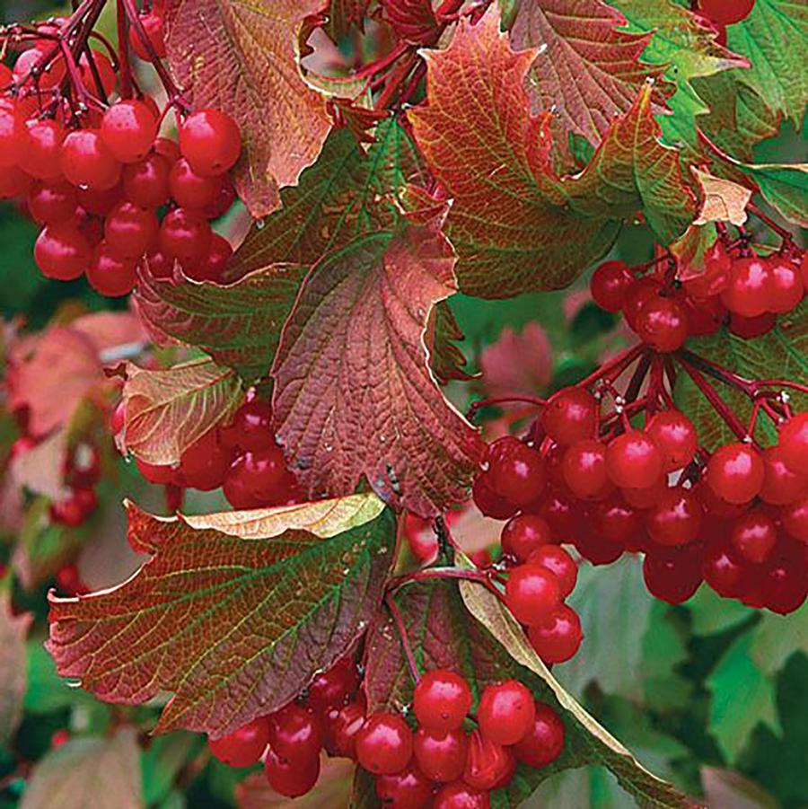 Viburnum trilobum Compactum