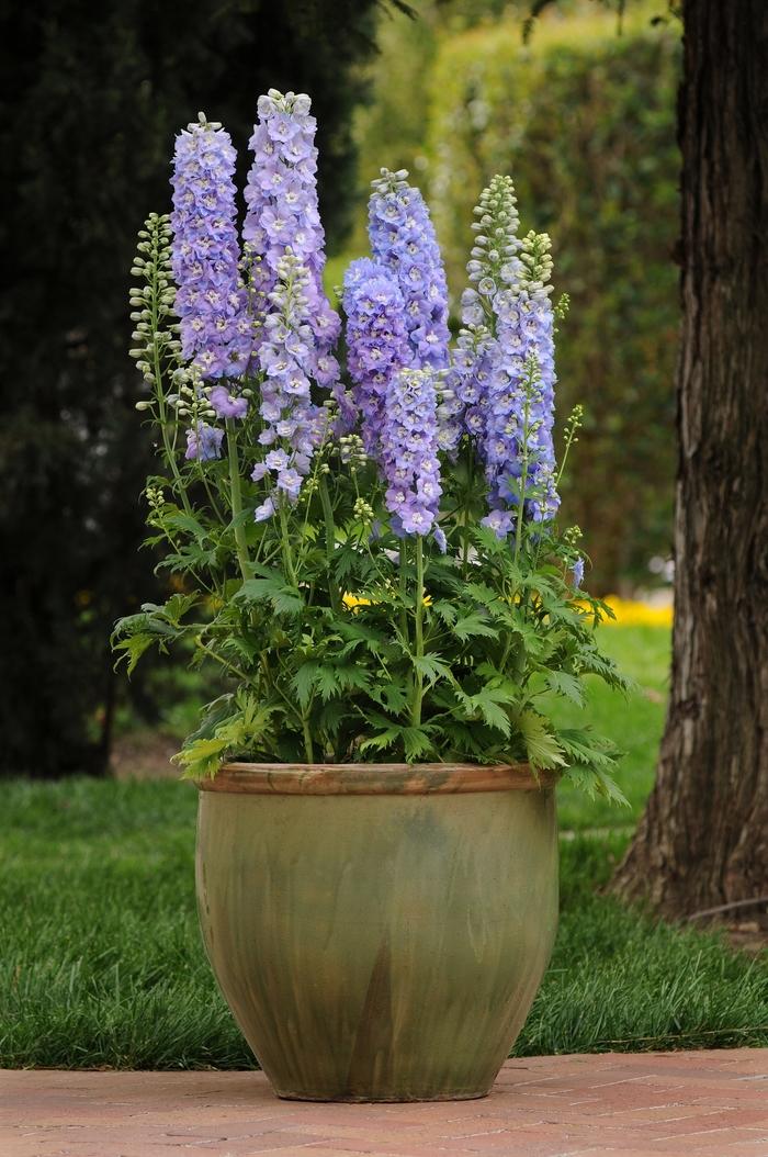 Delphinium elatum Guardian Lavender