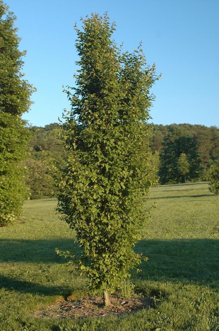 Carpinus betulus Frans Fontaine