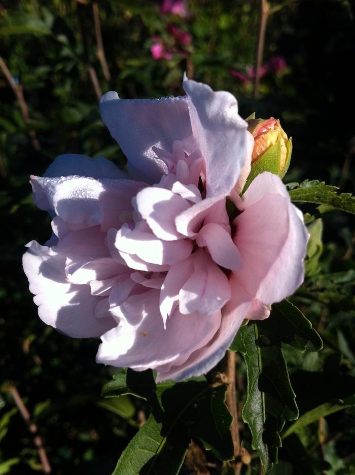 Hibiscus syriacus Blushing Bride