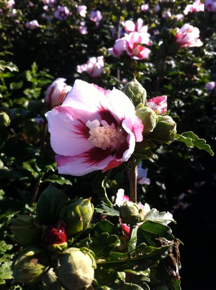 Hibiscus syriacus Hamabo