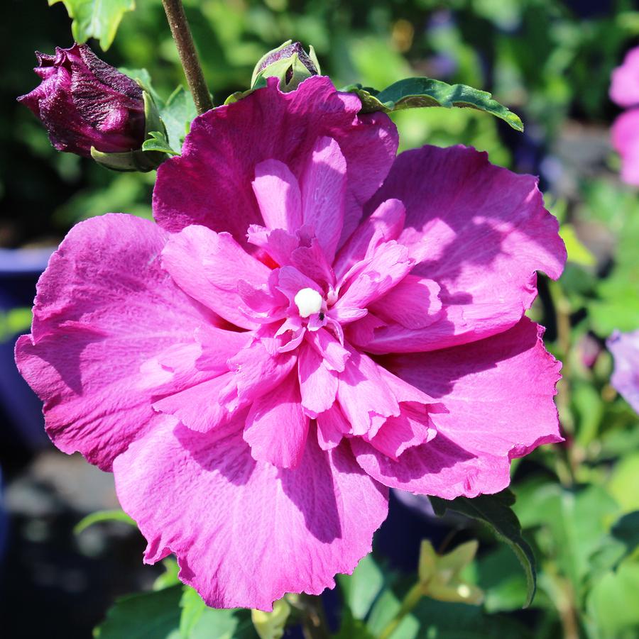 Hibiscus syriacus Lucy