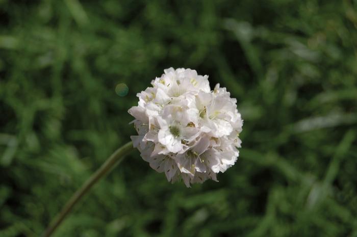 Armeria maritima Alba