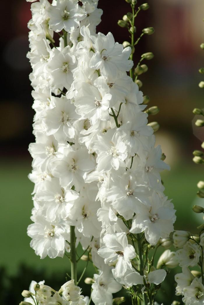 Delphinium elatum Guardian White