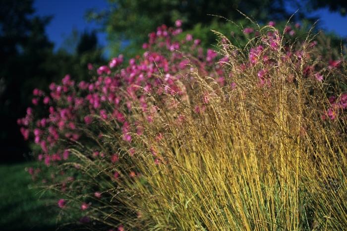 Molinia caerulea Variegata