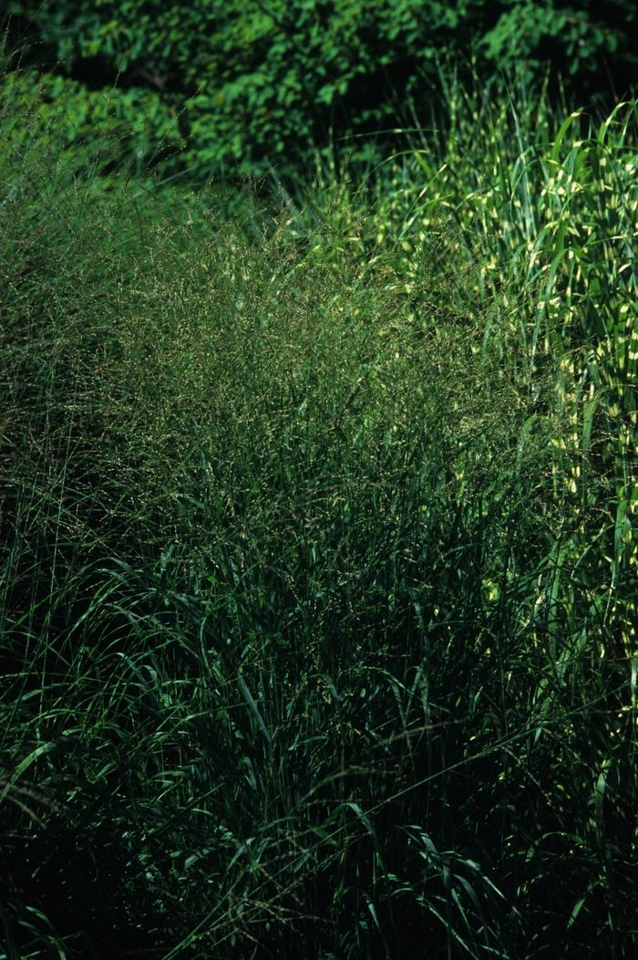 Panicum virgatum 