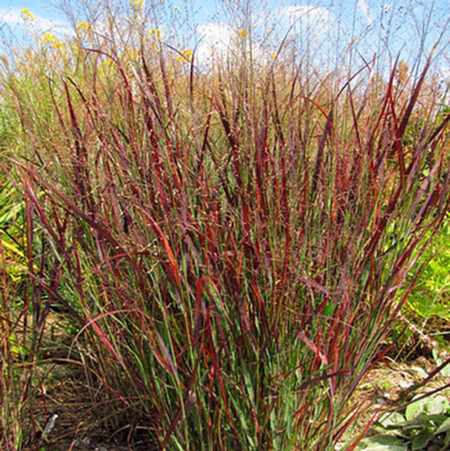 Panicum virgatum Blood Brothers