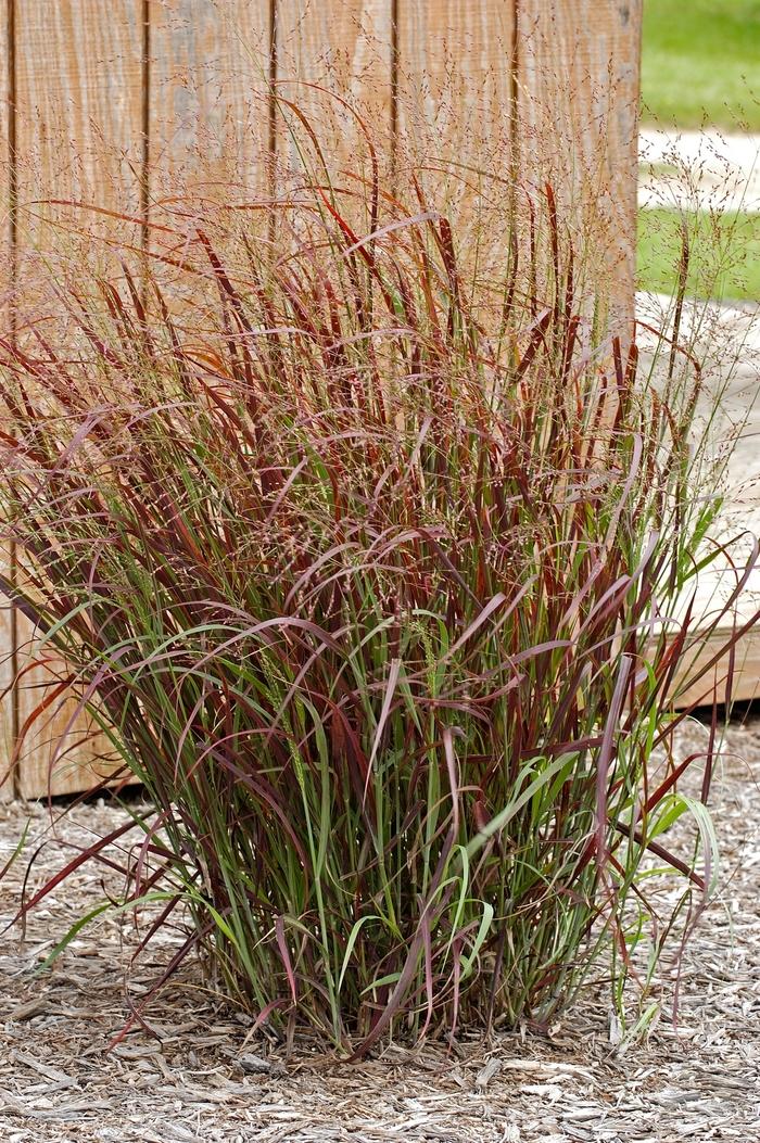 Panicum virgatum Prairie Fire