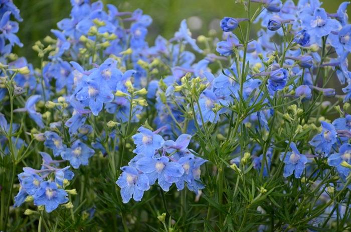 Delphinium grandiflorum Summer Blues