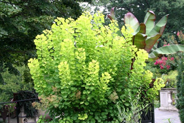 Cotinus coggygria Golden Spirit