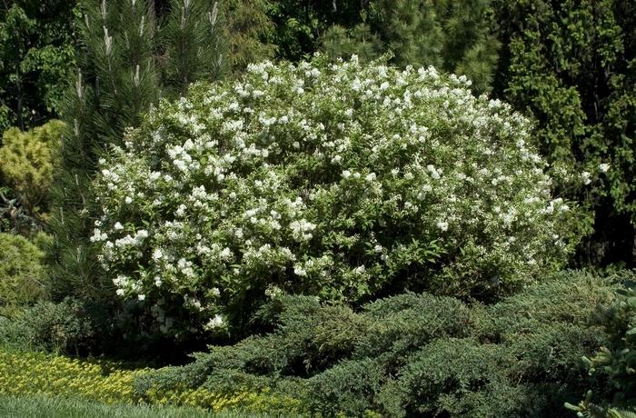 Deutzia x lemoinei Compacta