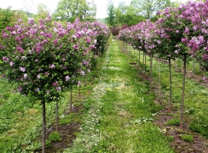 Syringa meyeri Palibin