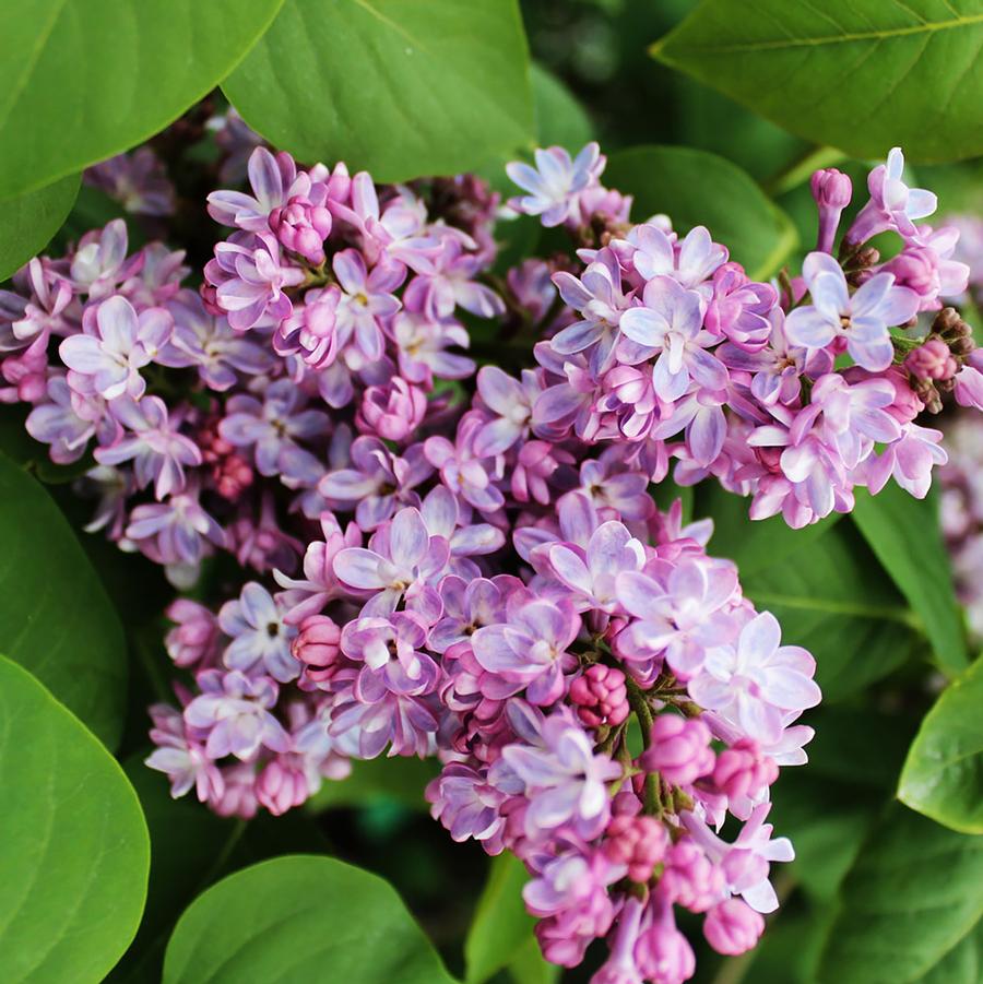 Syringa vulgaris Belle de Nancy