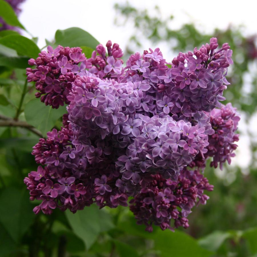 Syringa vulgaris Congo