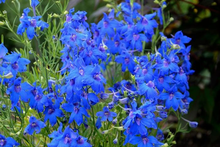 Delphinium grandiflorum Summer Nights