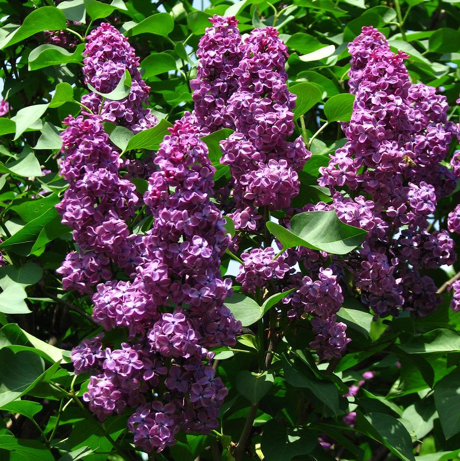 Syringa vulgaris Ludwig Spaeth