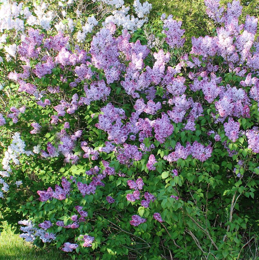 Syringa vulgaris Monge