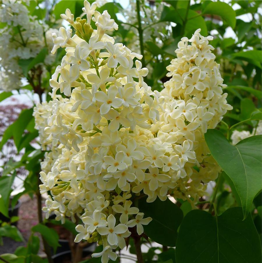 Syringa vulgaris Primrose