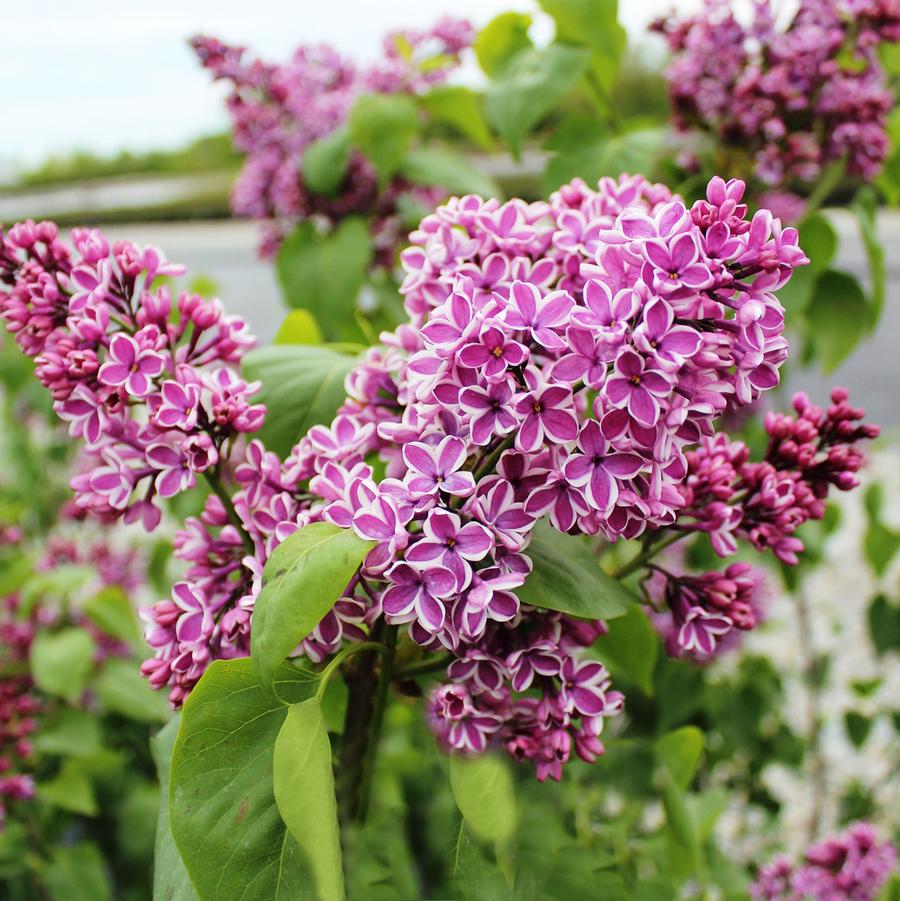 Syringa vulgaris Sensation